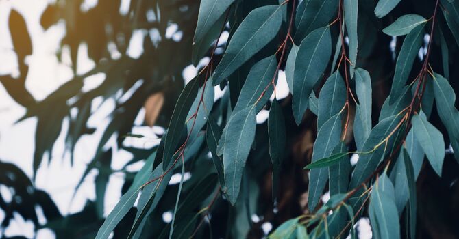 Massage Therapy Recommendations